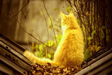 Autumn Riley Wallpapers – 2667×1666 High Definition Wallpapers ...