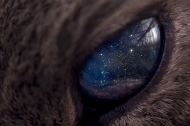 Universe Is In The Eye Of The Animal Wallpapers And Images ...