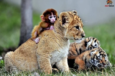 Lion Wallpaper Images For Lion Desktop Hd Wallpapers Collection ...