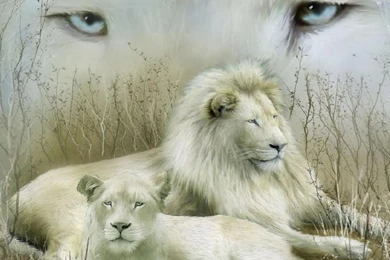 Desktop Pictures Of Baby Lions And Tigers Wallpapers 3d Hd Pictures.