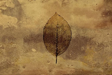 Paper Wallpapers / Traditional / Nature Pattern / Gold colored ...