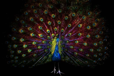 Peacock Beautiful Feathers Hq Wallpapers In Hd Of High Resolution ...
