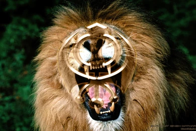 DeviantArt: More Like Khanda With Lion Backgrounds By Bikram