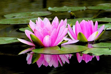 Spring Flowers Wallpapers High Quality Resolution   Uncalke.com