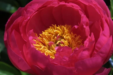 ULTRA HIGH QUALITY FLOWER WALLPAPER   (