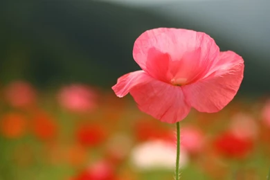 Beautiful Red Flower Wallpapers HD For Desktop In High Quality