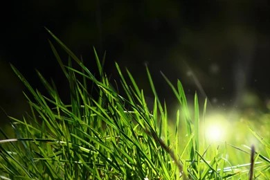 Hd Grass Wallpapers 2015   Grasscloth Wallpapers