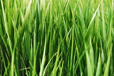 Awesome Awesome Grass HD Wallpapers Free Download