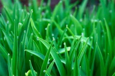 Green Grass Hd Wallpapers