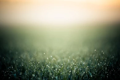 Daily Wallpaper: Morning Grass