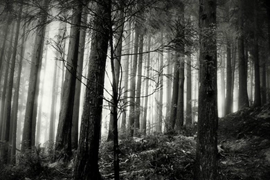 Forest Wallpapers Black And White   Wallpaper.