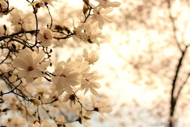 Blooming Magnolia Tree beauty Spring Desktop Wallpapers   1920x1200 ...