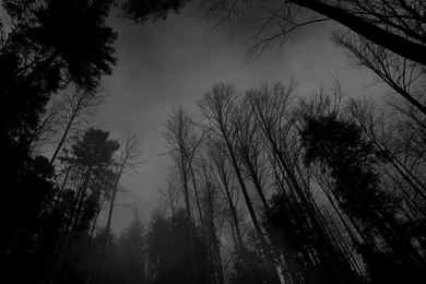 Black And White Forest Wallpapers