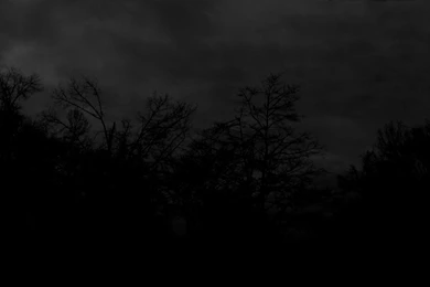 Black And White Forest