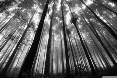 Forest Trees Black And White Wallpaper_other_health Questions ...