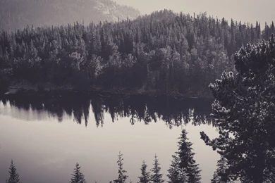 Forest Black And White, Scenery, Travel, 2560x1440 HD Wallpapers ...