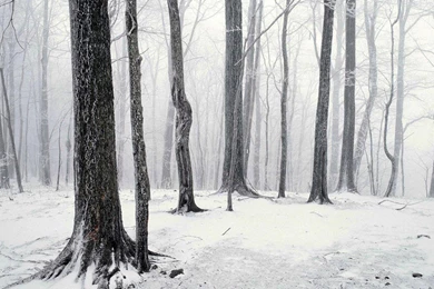 The White Forest Wallpapers   (