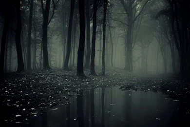 Dark Forest Wallpapers