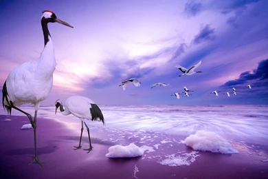 Latest Wallpapers Hd For Desktop Wallpapers HD Fine