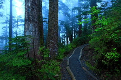 Misty Forest Wallpapers G7Q4B   HD Wallpapers Desktop Backgrounds