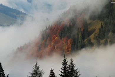 Misty Forest, Tree, Nature, 2560x1600 HD Wallpapers And FREE Stock ...