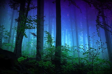 Misty Forest   (
