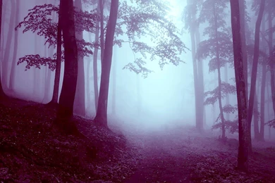 Misty Forest Iphone Wallpapers