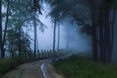 Misty Road forest Landscape Desktop Wallpapers   1920x1080 ...