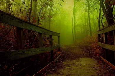 Misty Forest Wallpapers   (