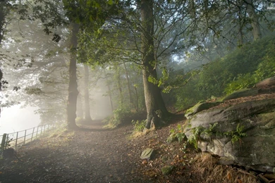Misty Forest Wallpapers F4T6W   HD Wallpapers Desktop Backgrounds