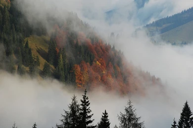 Misty Forest Wallpapers And Images   Wallpapers, Pictures, Photos