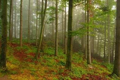 MISTY FOREST WALLPAPER   (