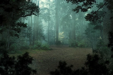 Misty Forest   ImgMob