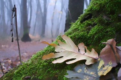 Misty Forest 1400x1050 Wallpapers, 1400x1050 Wallpapers & Pictures ...