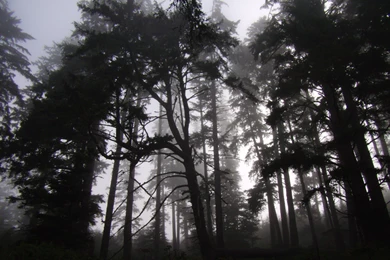 Misty Forest By Simidae On DeviantArt