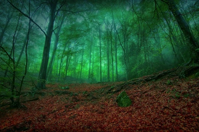 Misty Green Forest Enchantment   (