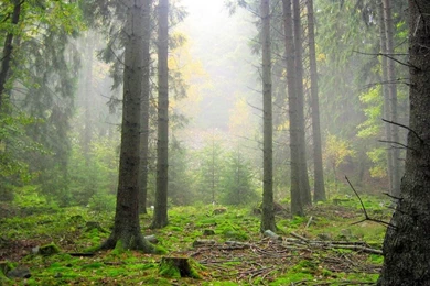 Misty Forest Wallpapers B1X5J   HD Wallpapers Desktop Backgrounds