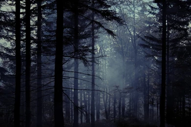 Old Misty Forest III By Topielica666 On DeviantArt