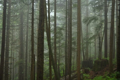 Misty Forest By Salohcin19 On DeviantArt