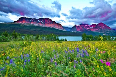 GLACIER NATIONAL PARK IN SUMMER WALLPAPER   (