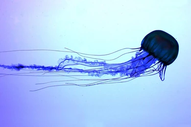 High Definition Background Images Box Jellyfish Photos Of High ...