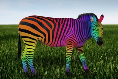 Zebra Print Wallpapers Rainbow Zebra Print Rainbow . H Ibackgroundz ...