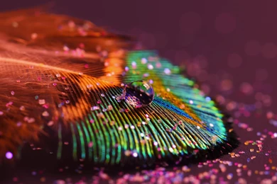 Free IOS Parallax Wallpapers » Water Droplets And Peacock Feather