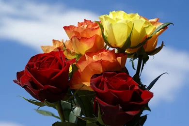 Rose Flowers Wallpapers Collection (45+)