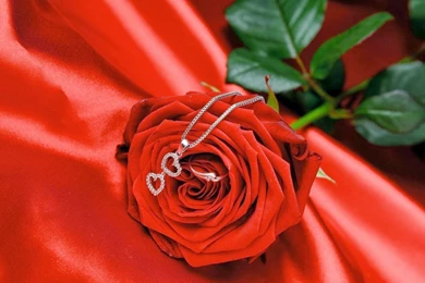 Beautiful Rose Flowers Wallpapers For PC