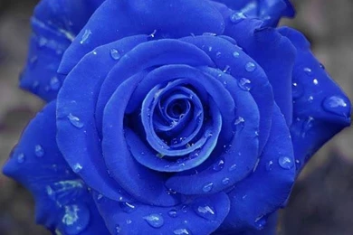 Beautiful Blue Roses And Hearts