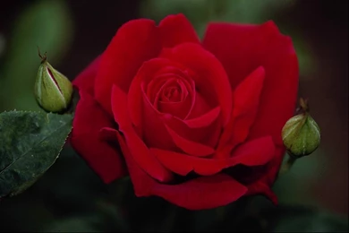 Beautiful Rose Flowers Wallpapers For Mobile