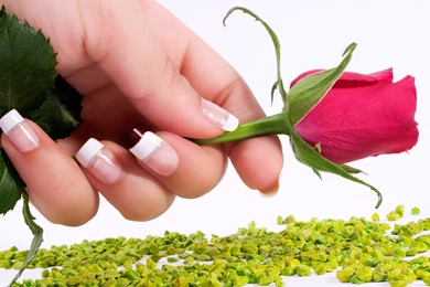 Beautiful Rose Flowers Wallpapers 14505