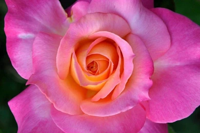 Flowers: Beautiful Rose Pink Nature Flower Wallpapers Gallery For ...