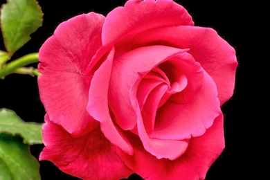 Very Nice Rose Flowers Wallpapers For Lovers